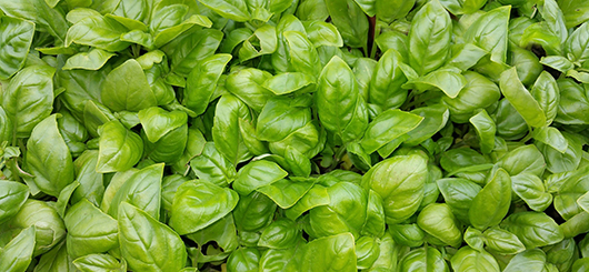 Basil Leaves